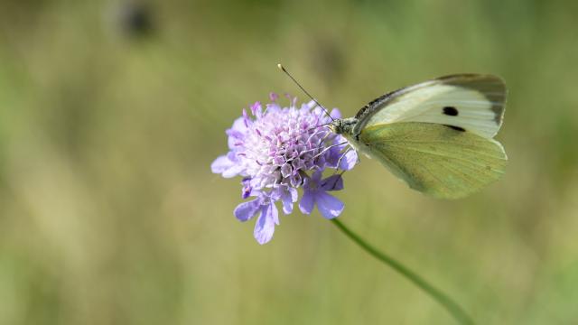 La riviére d’Ay à Sarras (Ardèche)