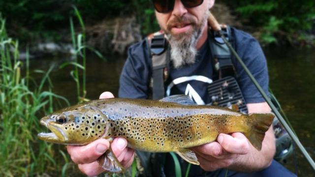 Truite- pêche en Ardèche