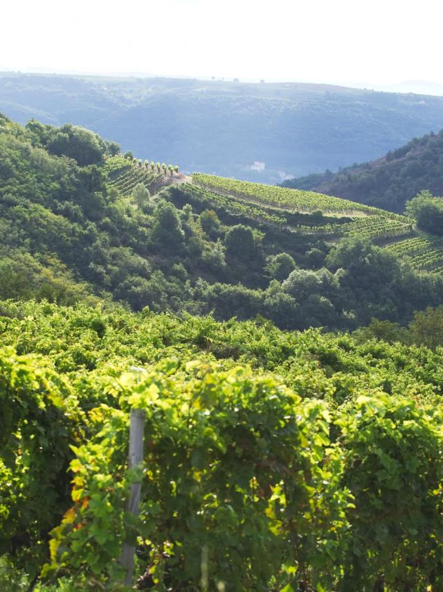 Terraces of Saint-Joseph in Sarras (Ardèche)