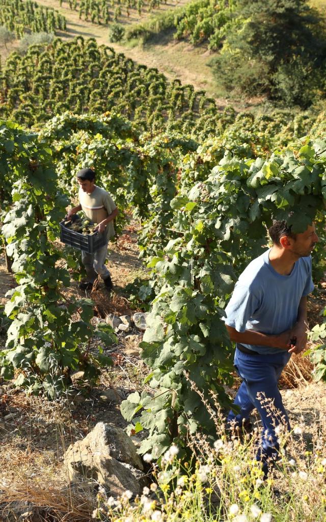 Terrasses de Saint-Joseph (Ardèche)