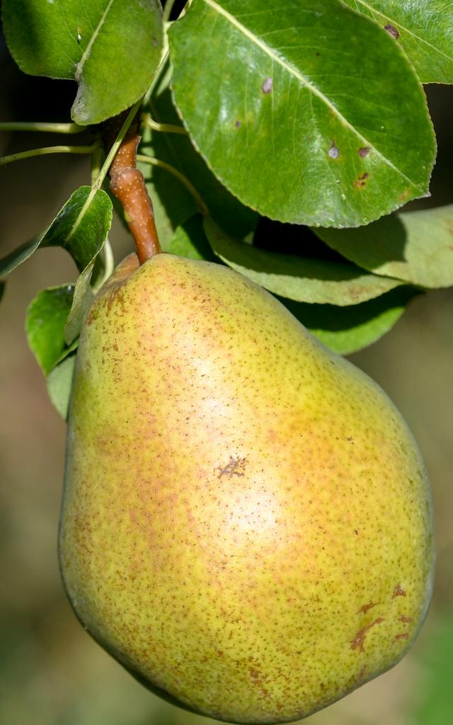Pear of the Valloire (Drôme)
