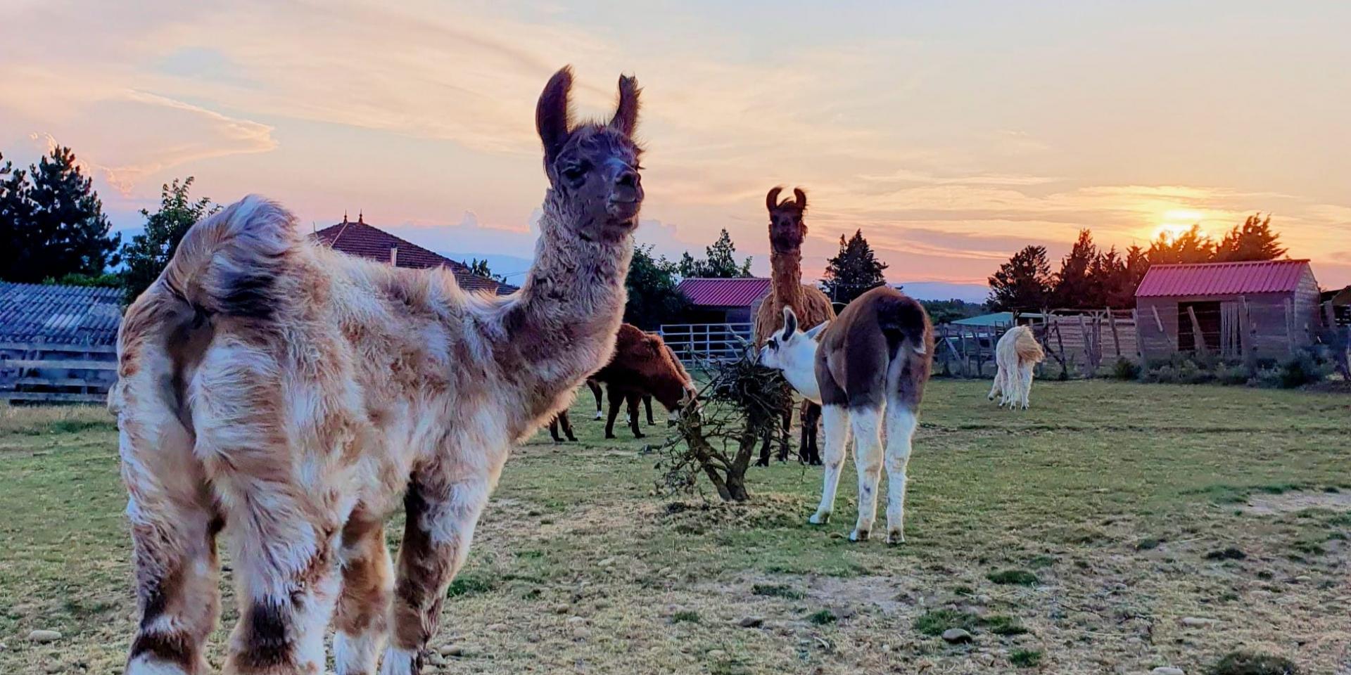 Lamas of the plains in Châteuneuf-de-Galaure