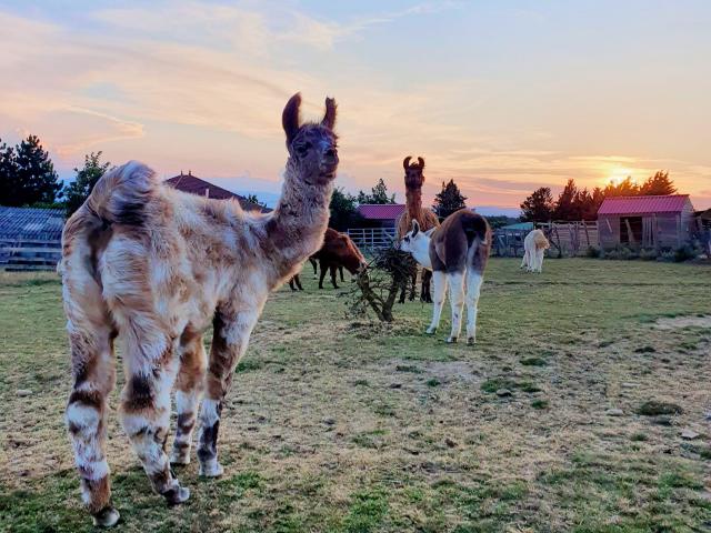 Lamas des plaines à Châteuneuf-de-Galaure