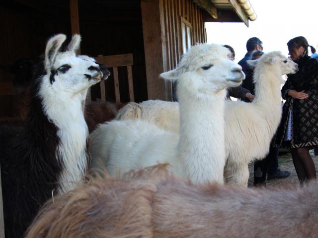 Lamas of the plains in Châteuneuf-de-Galaure