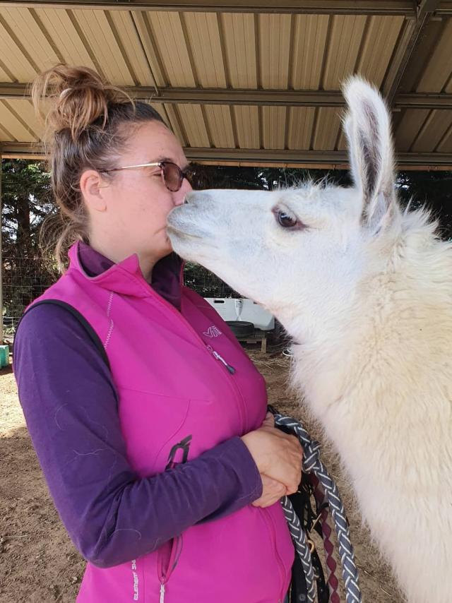 Lamas of the plains in Châteuneuf-de-Galaure