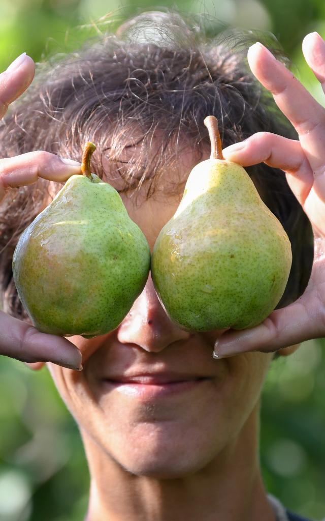 pears
