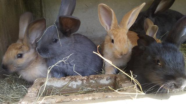 Ferme De Magalie (1)