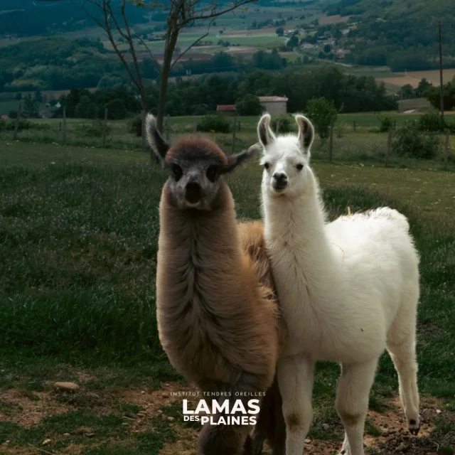 Lamas2