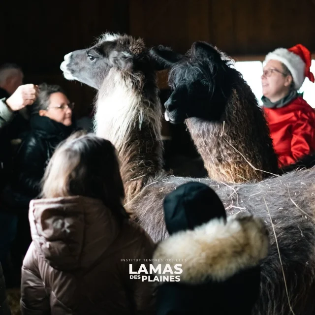 Lamas3