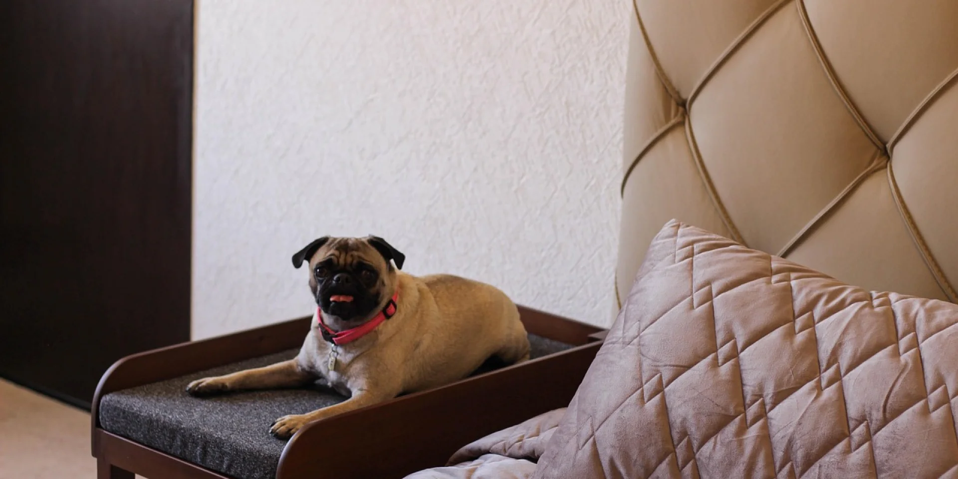 hébergements avec chien