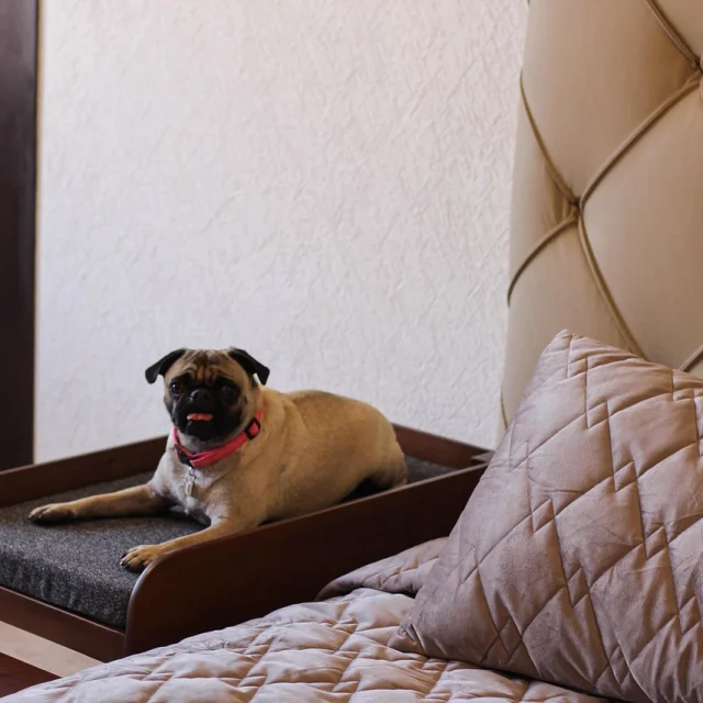 hébergements avec chien